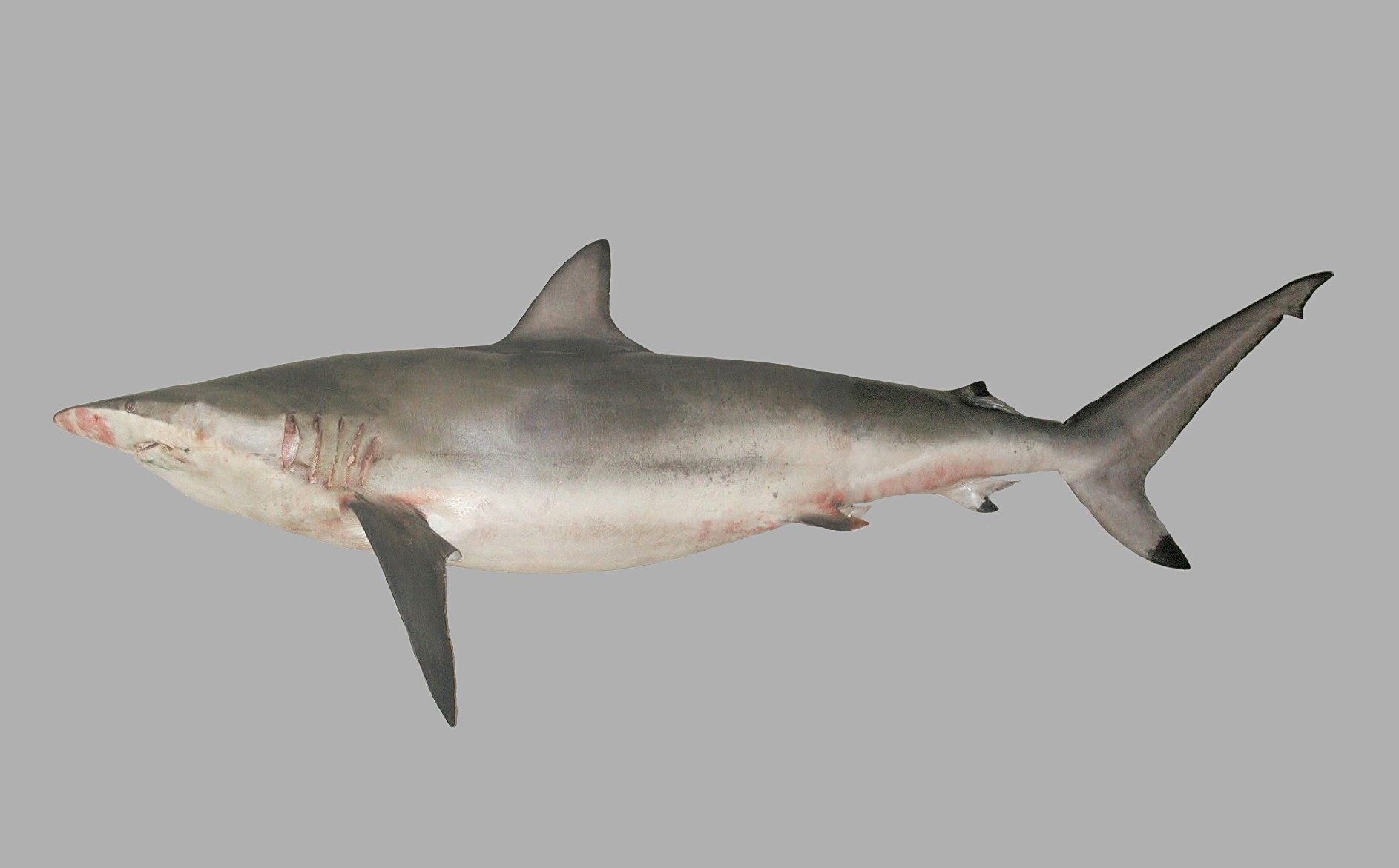 Carcharhinus brevipinna, female, 120 cm TL, Yemen: Mokha; R. Bonfil